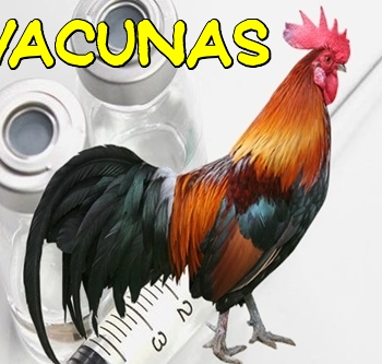 https://www.agrosuni.com/wp-content/uploads/2018/03/Gallos-vacunas-350x333.png