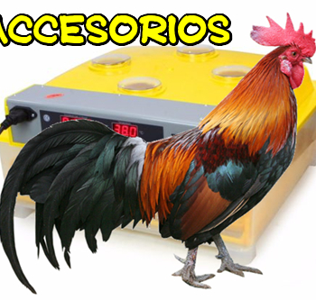 https://www.agrosuni.com/wp-content/uploads/2018/03/gallos-accesorios-350x333.png